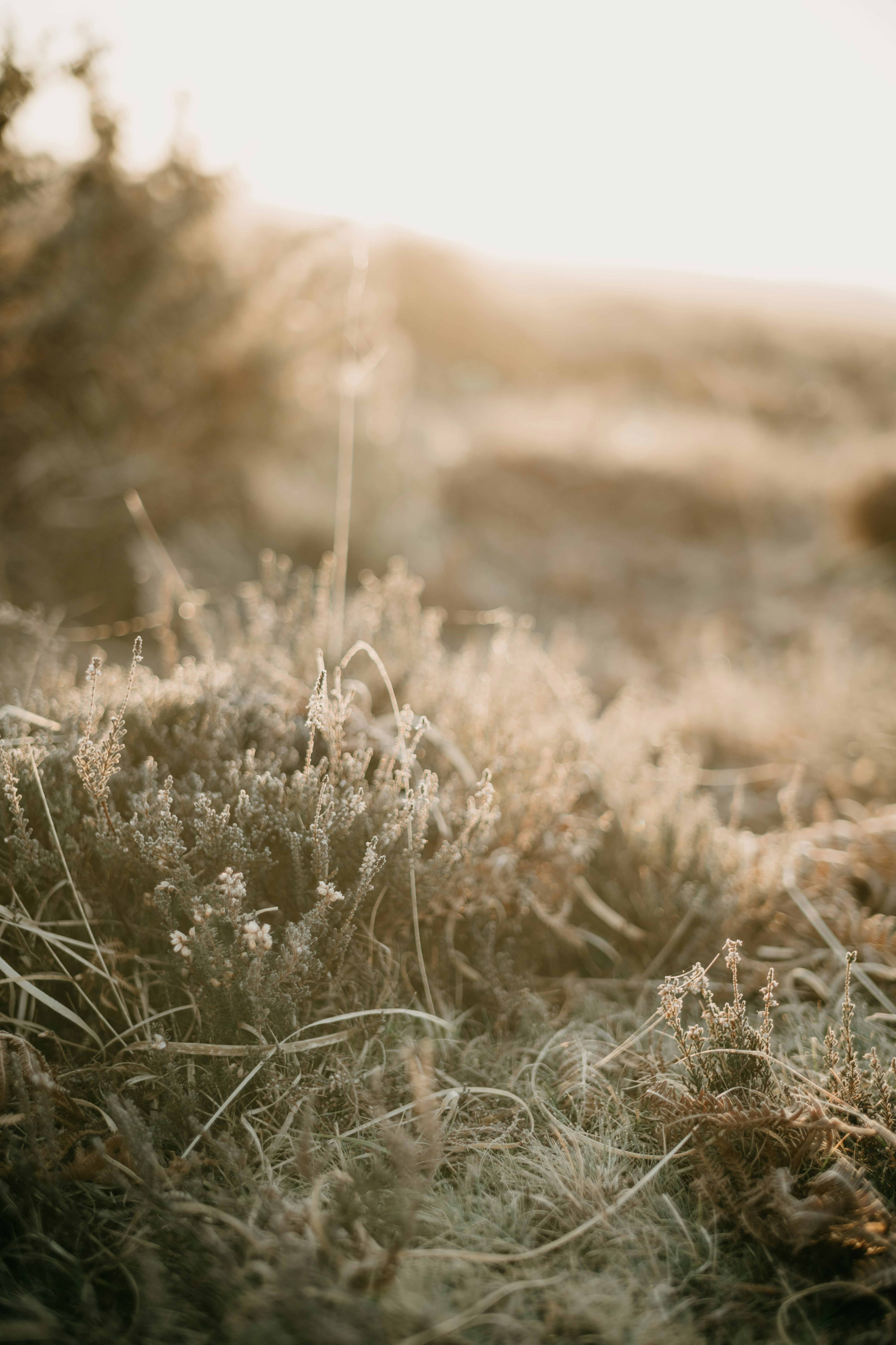 Photo by anniespratt