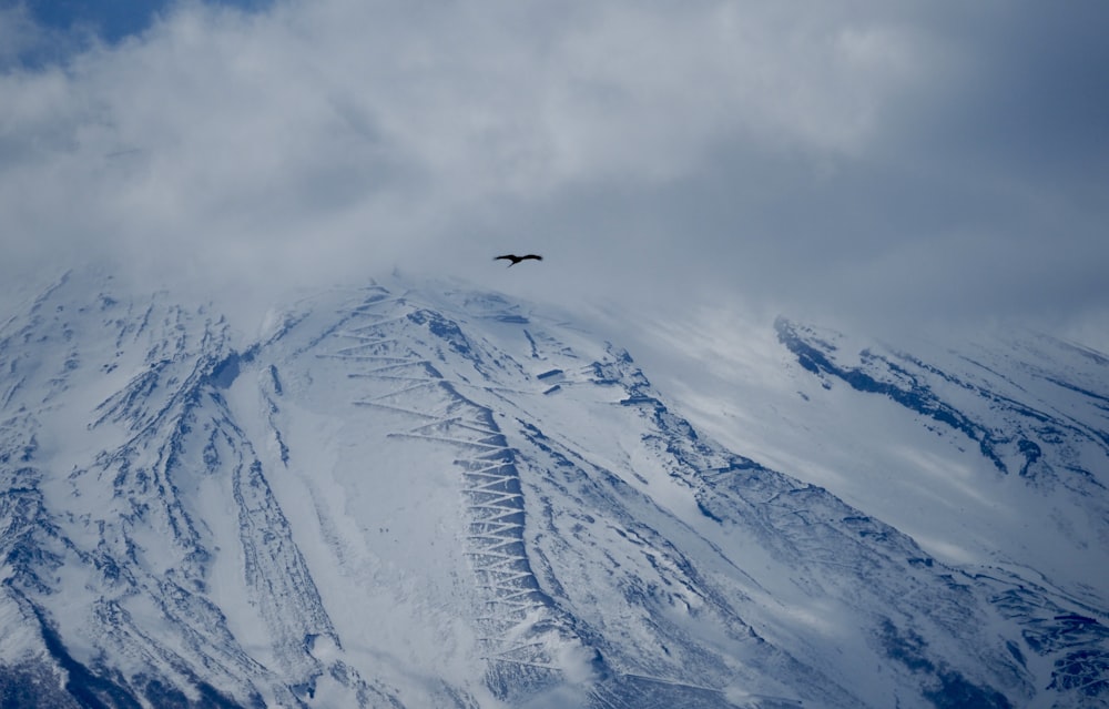 Un oiseau survolant une montagne enneigée