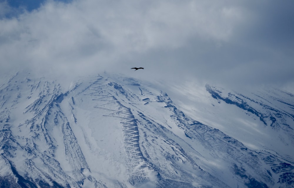 a bird flying over a snow covered mountain