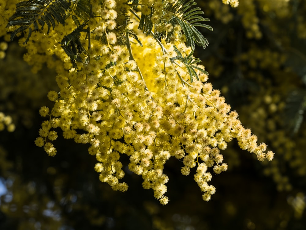 a close up of a tree with yellow flowers
