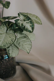 a green plant in a glass vase on a table