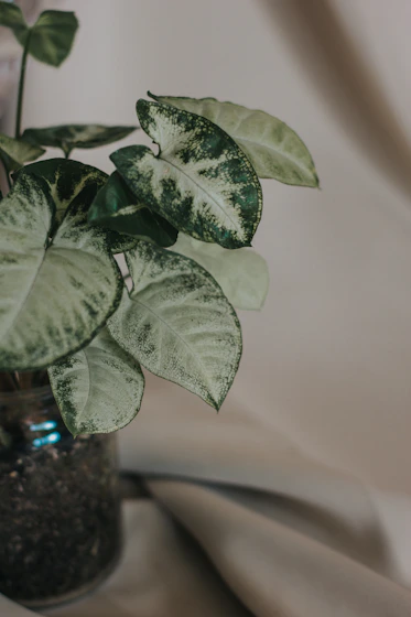 a green plant in a glass vase on a table