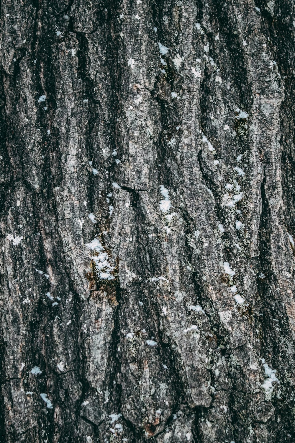 a close up of a tree trunk with snow on it