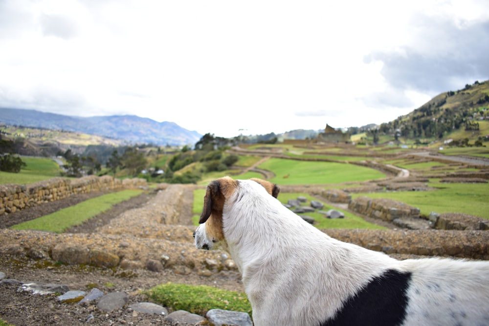 a dog standing on top of a lush green hillside