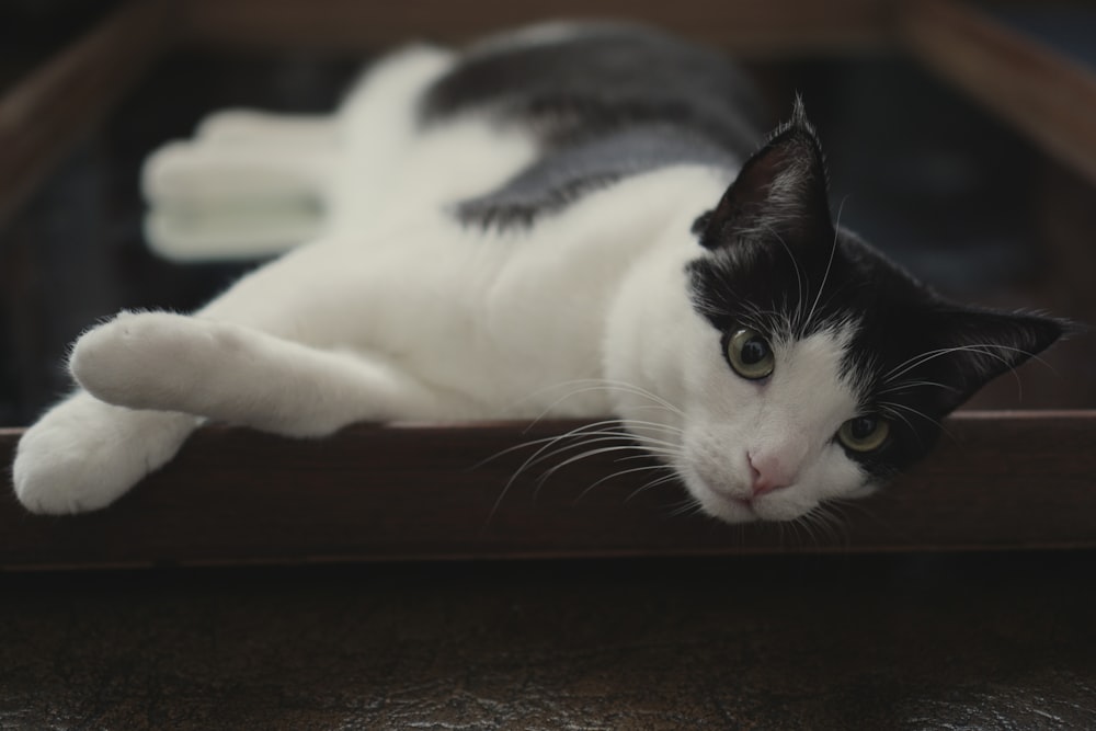 a black and white cat laying on top of a wooden box