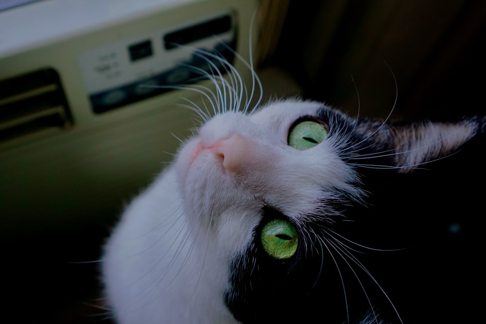 a black and white cat with green eyes looking up