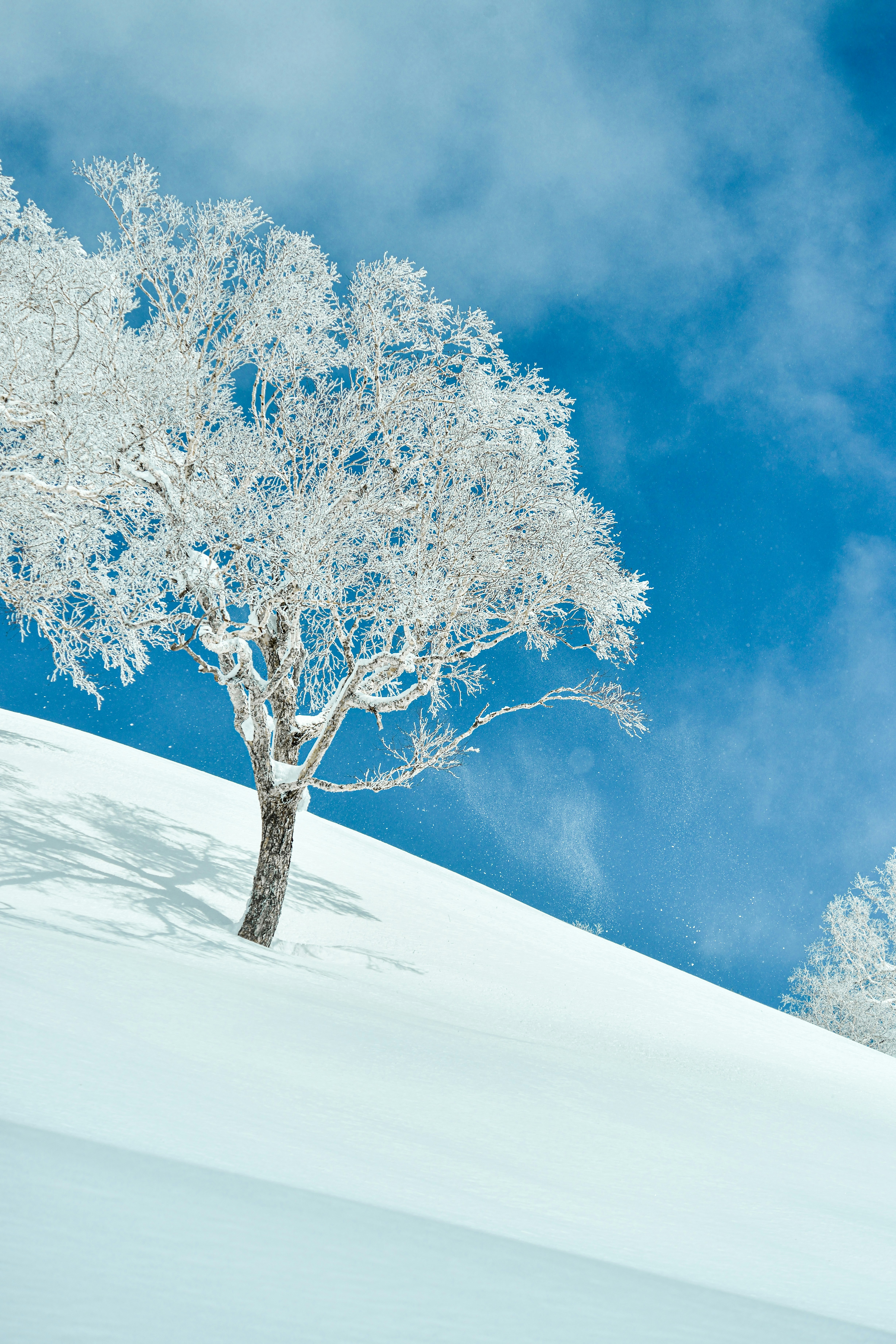 Photo by terra_gallery