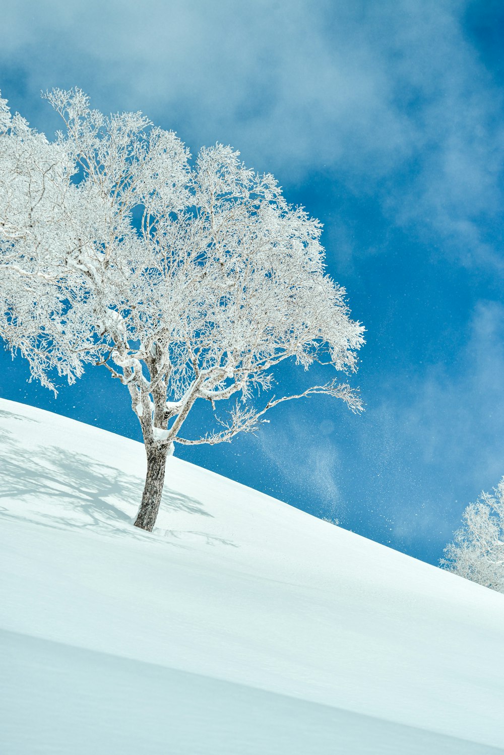 a lone tree on a snowy hill under a blue sky