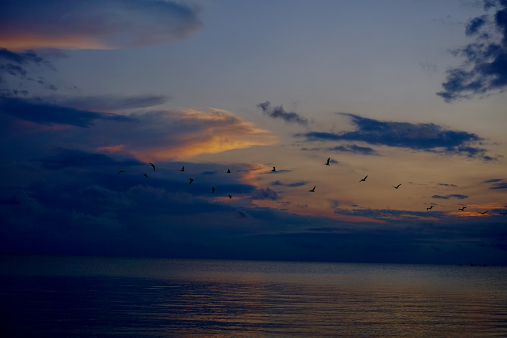 a flock of birds flying over the ocean at sunset