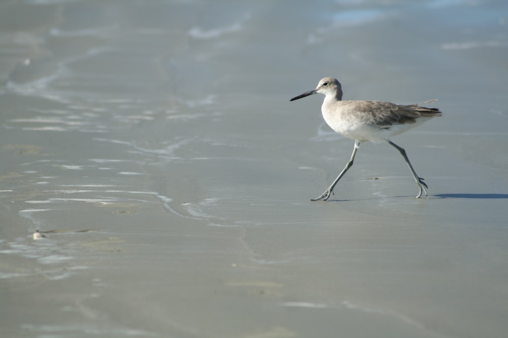 a white and gray bird walking on a beach