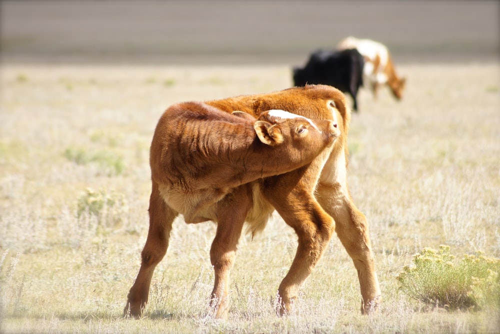 a baby cow nursing from its mother in a field