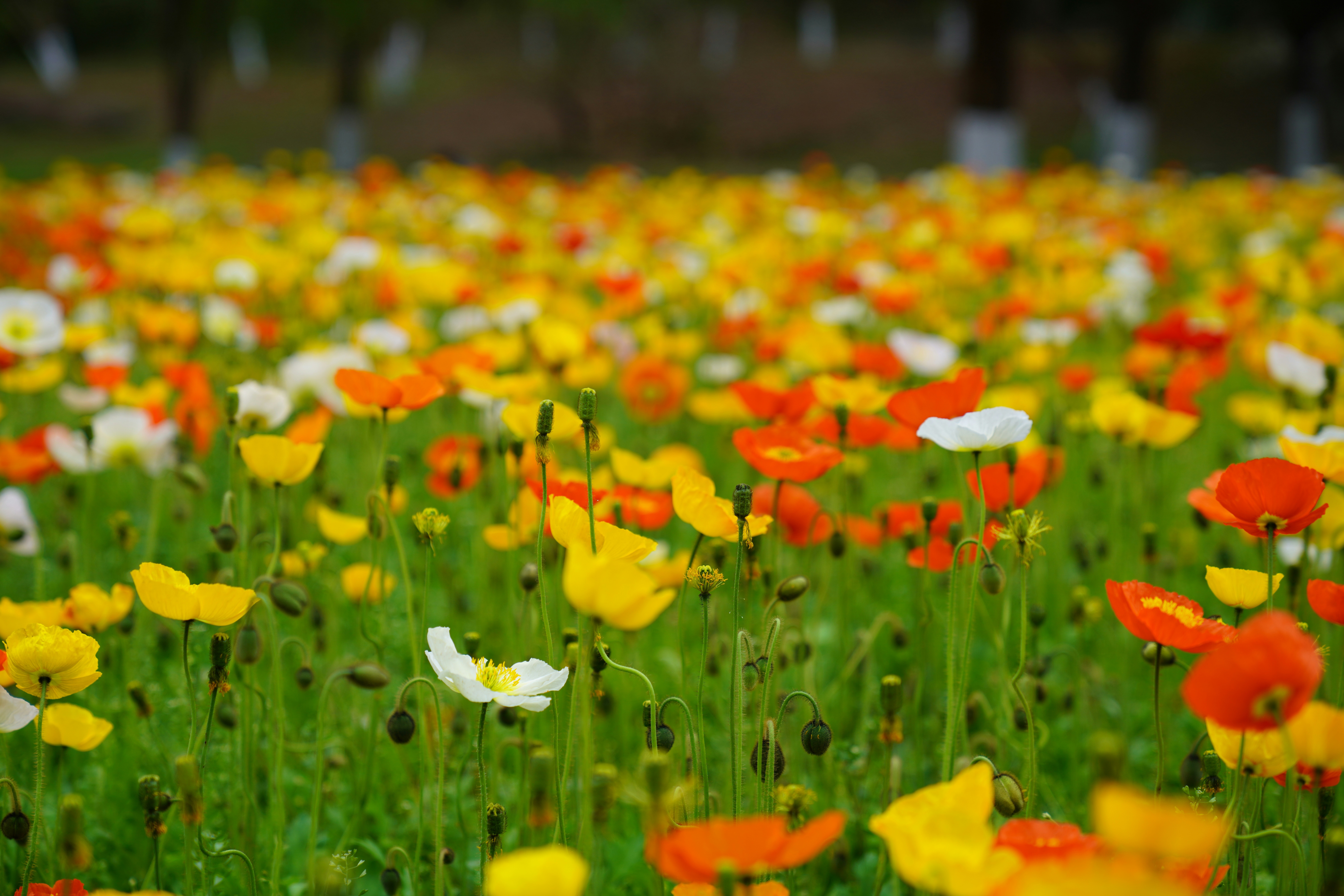 Photo by ttxiangni123