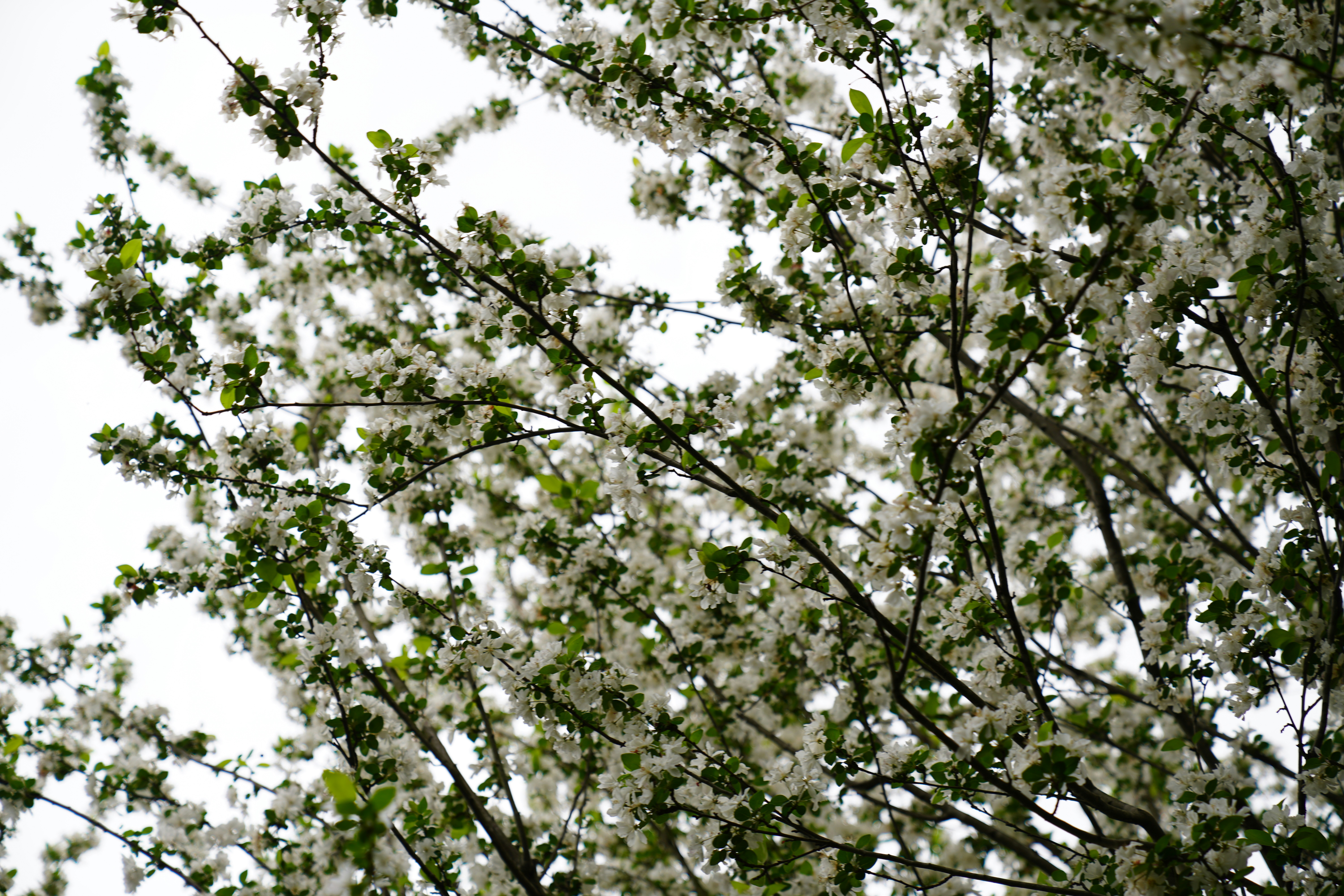 Photo by ttxiangni123