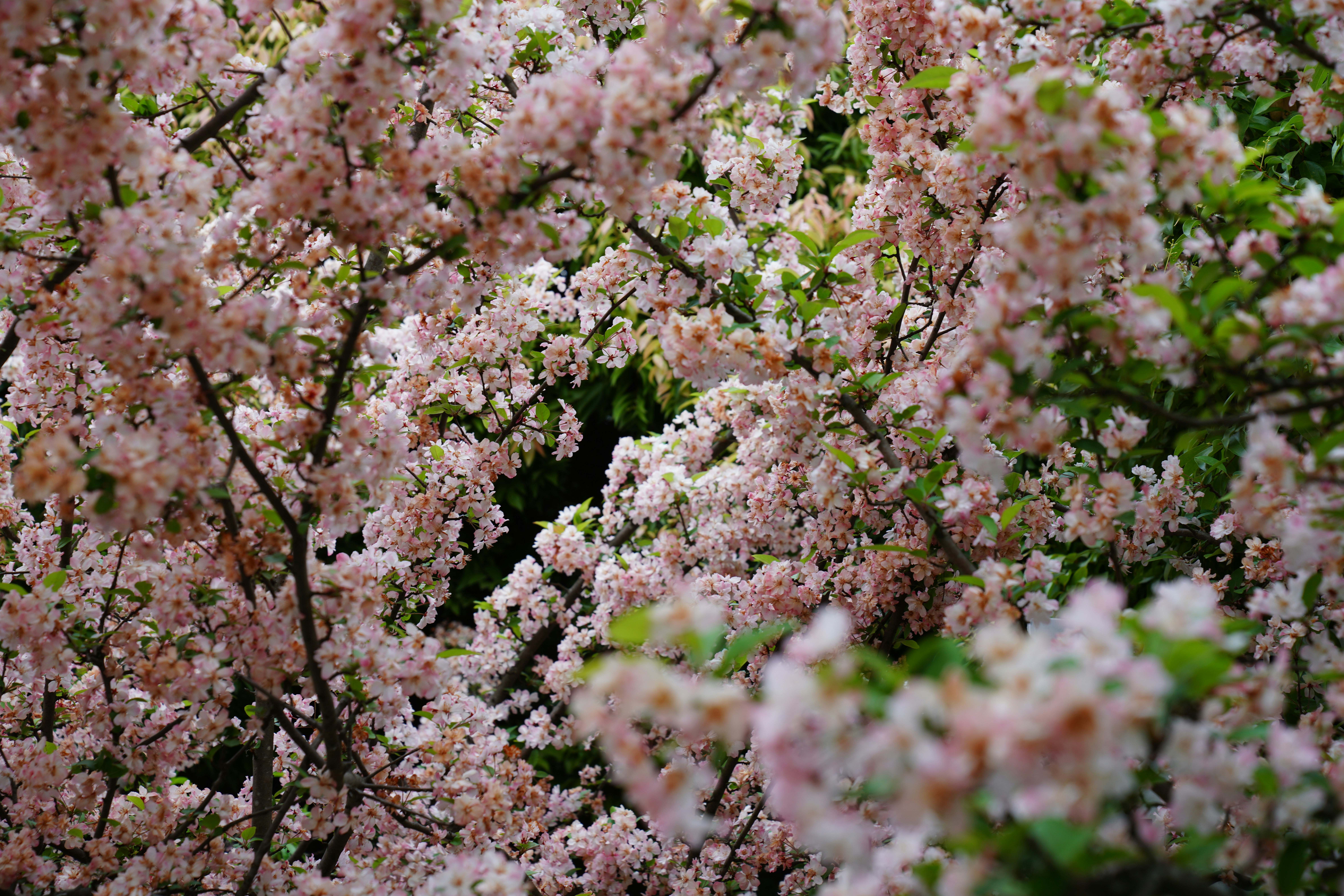 Photo by ttxiangni123