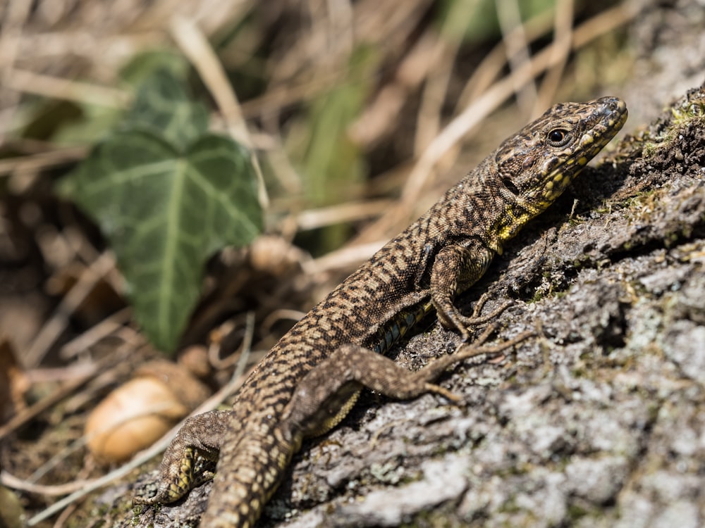 a lizard is sitting on a tree trunk