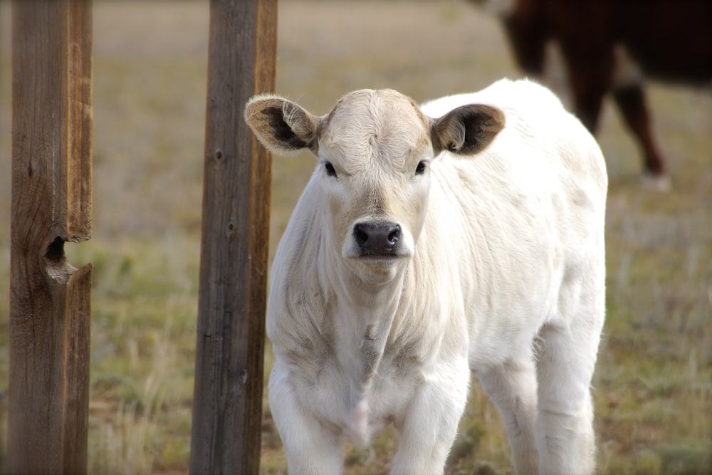 a white cow standing next to a wooden fence