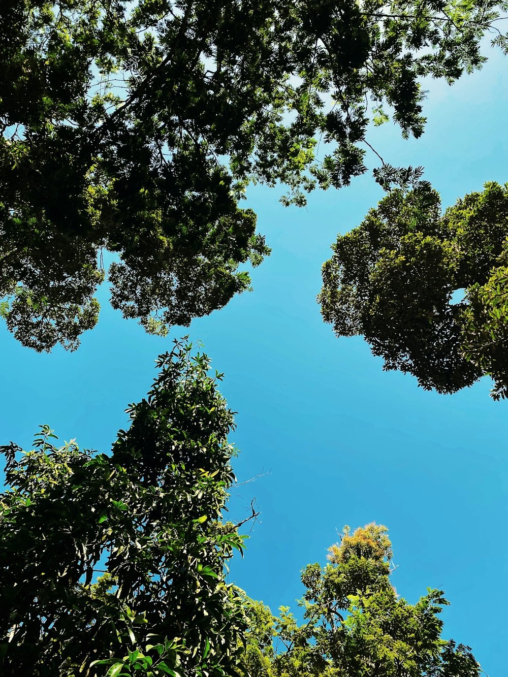 looking up at the tops of trees in a forest