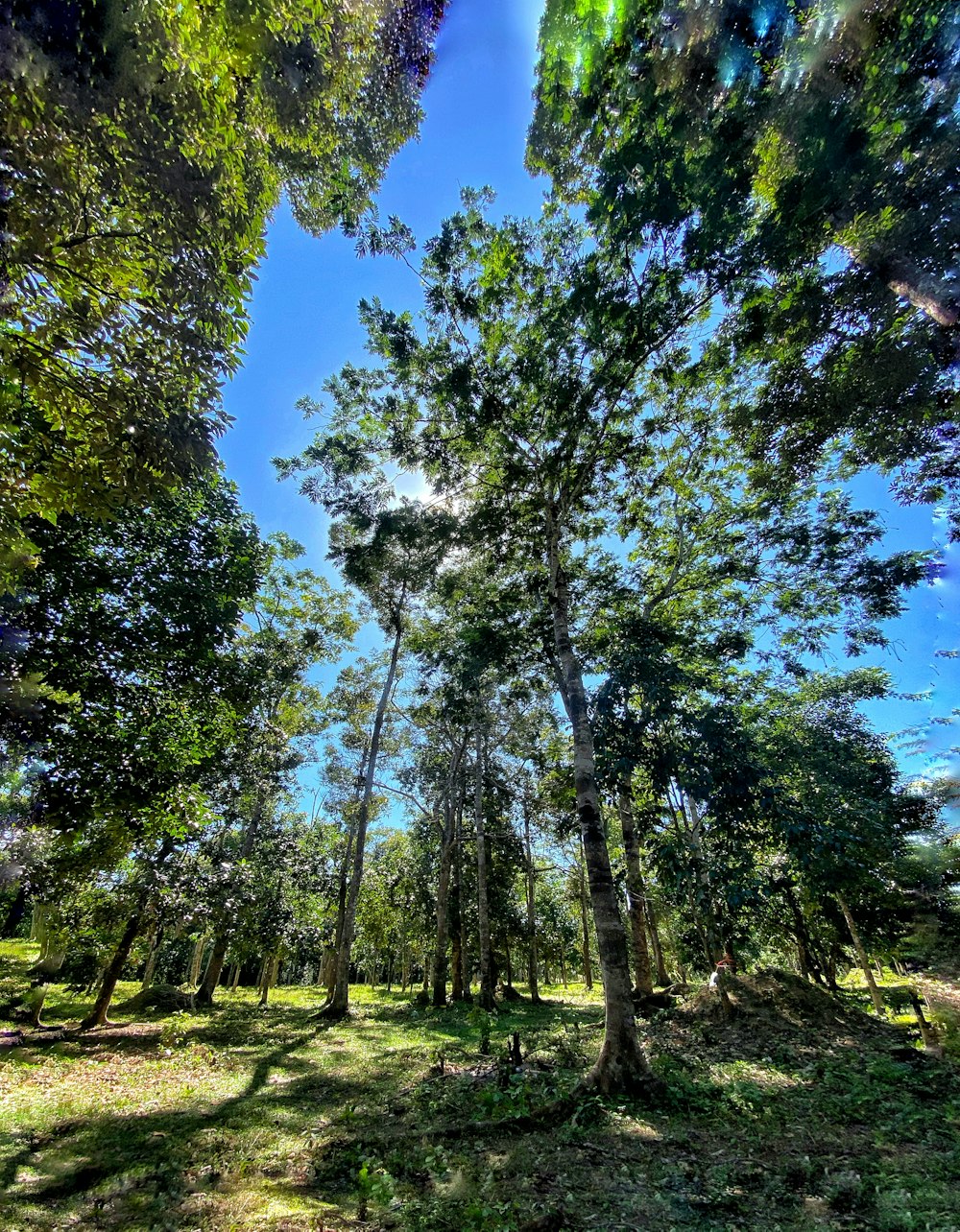 a group of trees in the middle of a forest