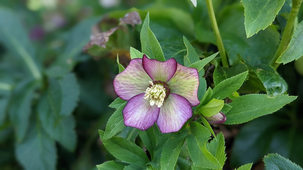 a purple flower with green leaves in the background