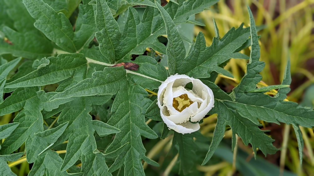 Gros plan d’une fleur sur une plante