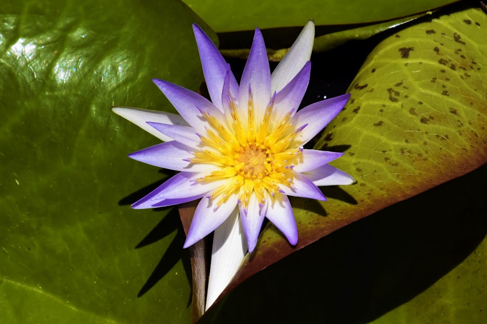 a purple and yellow flower sitting on top of a green leaf