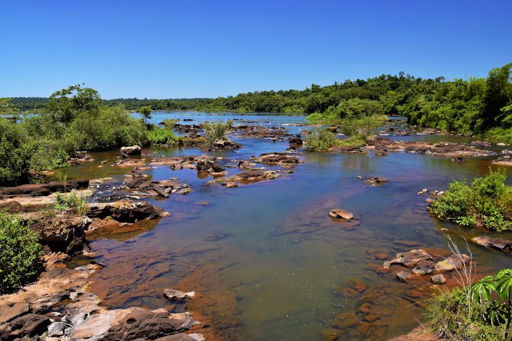 a river running through a lush green forest