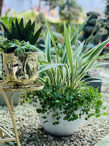 A decorative plant arrangement is displayed on a gravel surface. A gold face-shaped planter holds an assortment of succulents, placed elegantly on a metal stand. Adjacent is a larger white pot containing spider plants with long, arching green leaves and trailing greenery.