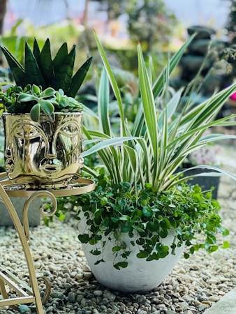Embracing Urban Greenery: Fresh Roots in Plant Styling
