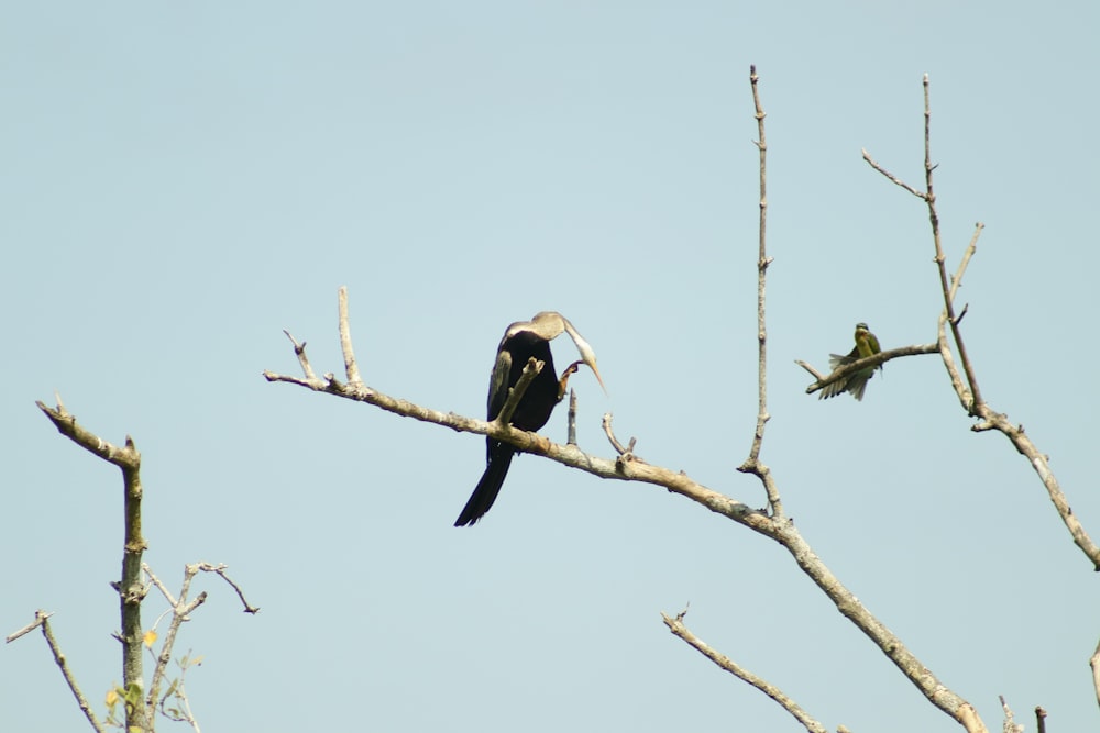 a bird sitting on top of a tree branch