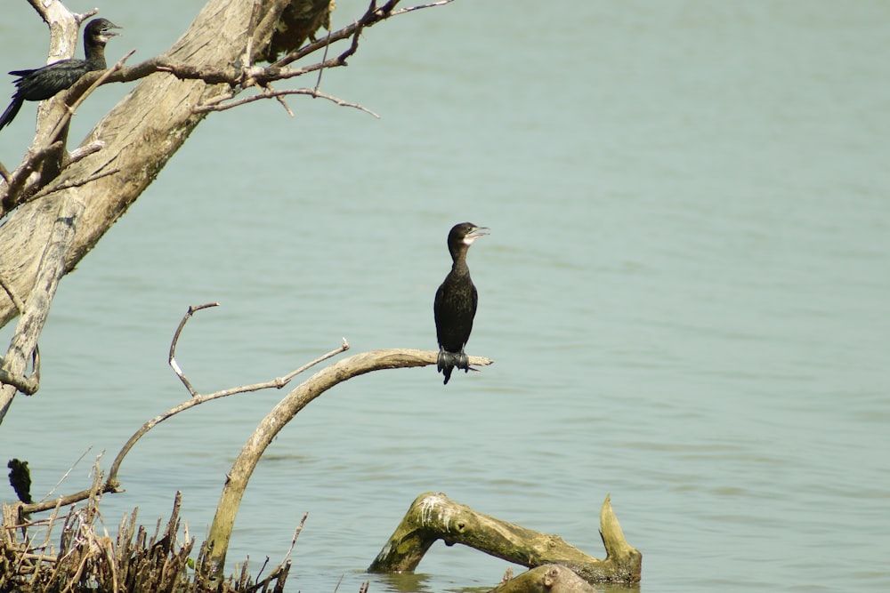 a bird sitting on a branch in the water