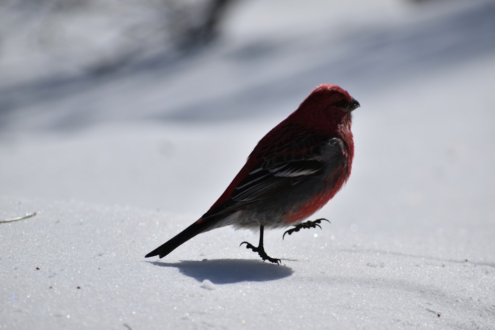 a small red bird standing in the snow