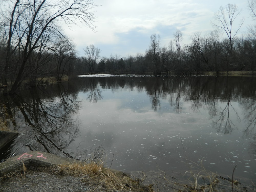 a body of water surrounded by trees and ice