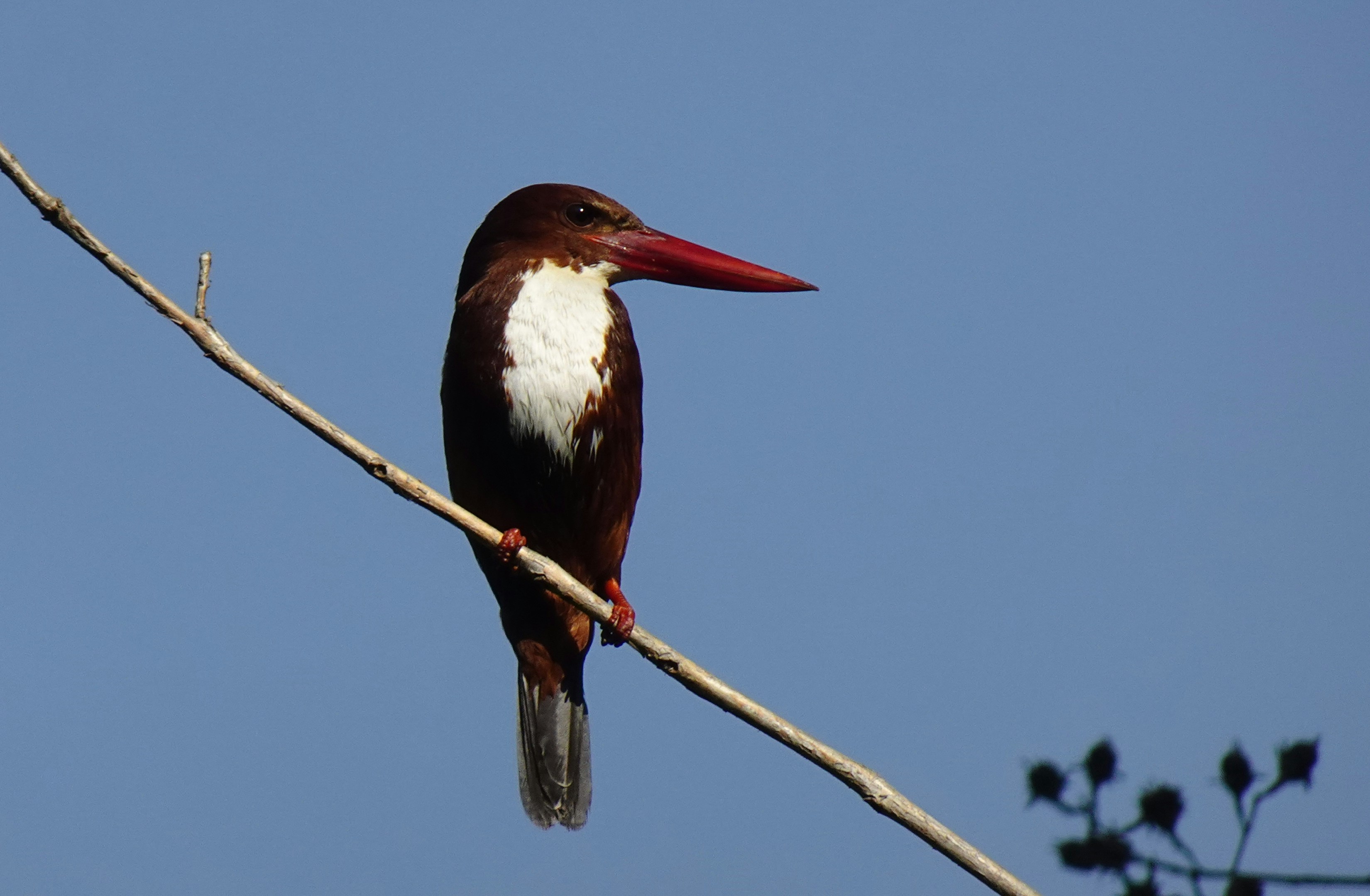 茶色の木の枝に黒と緑の鳥の写真 – Unsplashの黒いの無料画像