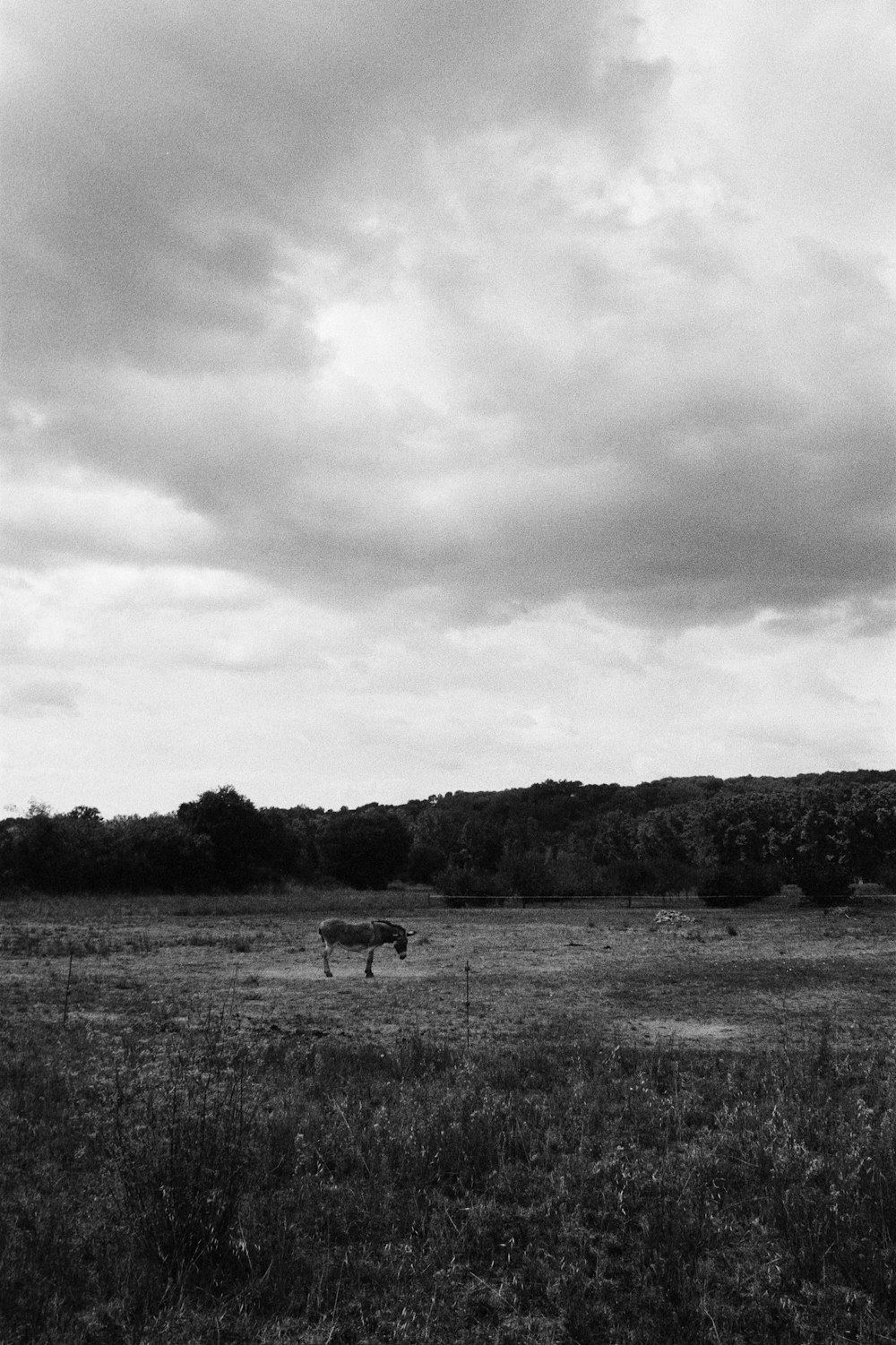 a black and white photo of a cow in a field