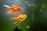 Two vibrant orange goldfish with flowing fins swim gracefully in a greenish aquarium setting. The water is slightly murky, with faint strands of algae visible, contributing to the natural ambiance.