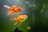 Two vibrant orange goldfish with flowing fins swim gracefully in a greenish aquarium setting. The water is slightly murky, with faint strands of algae visible, contributing to the natural ambiance.