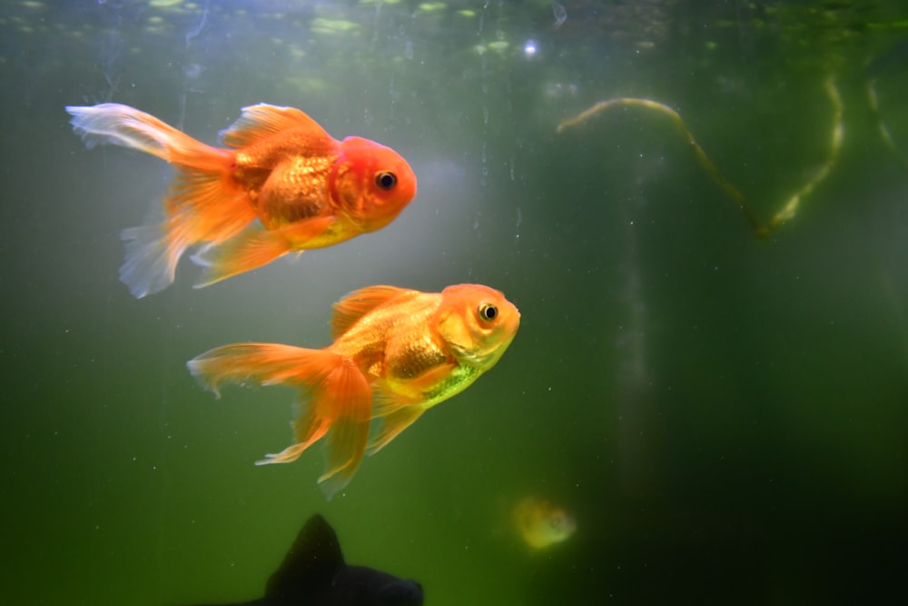 two goldfish swimming in an aquarium next to each other