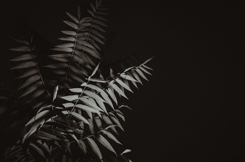 a black and white photo of a plant