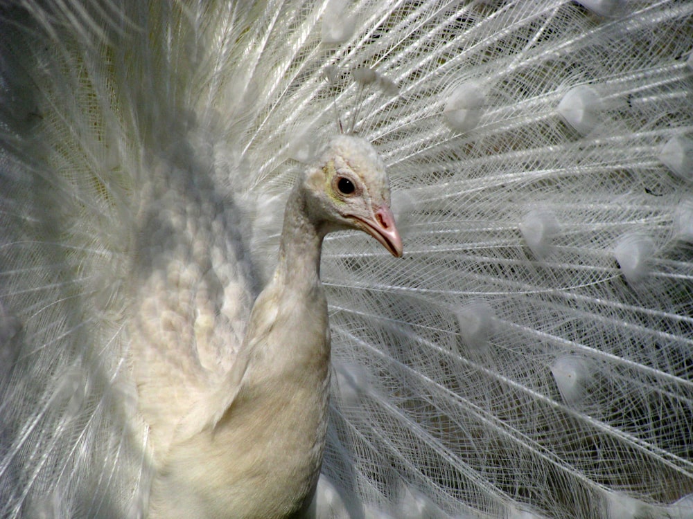 a close up of a white peacock with feathers