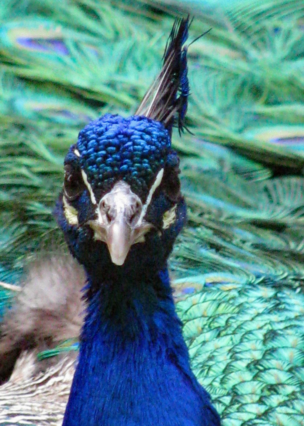 a close up of a blue bird with feathers on it's head