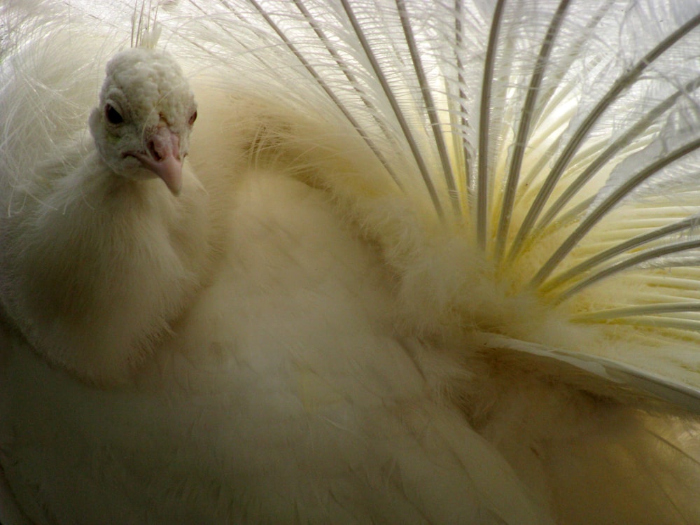 a close up of a white bird with feathers
