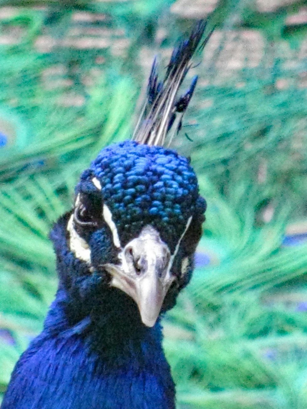 a close up of a blue bird with feathers on it's head
