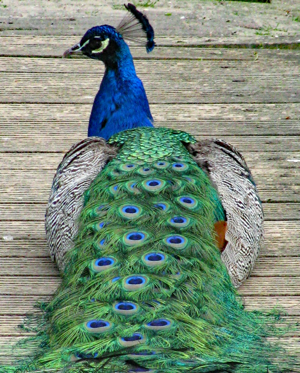 a peacock sitting on top of a wooden floor