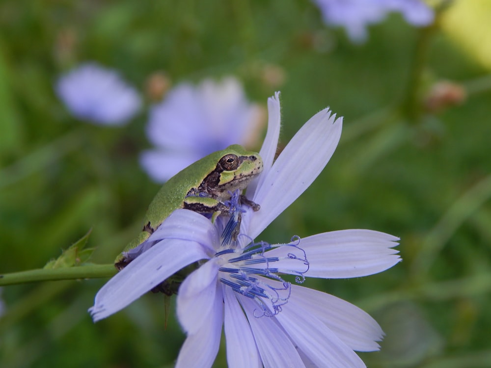 a green frog sitting on top of a purple flower