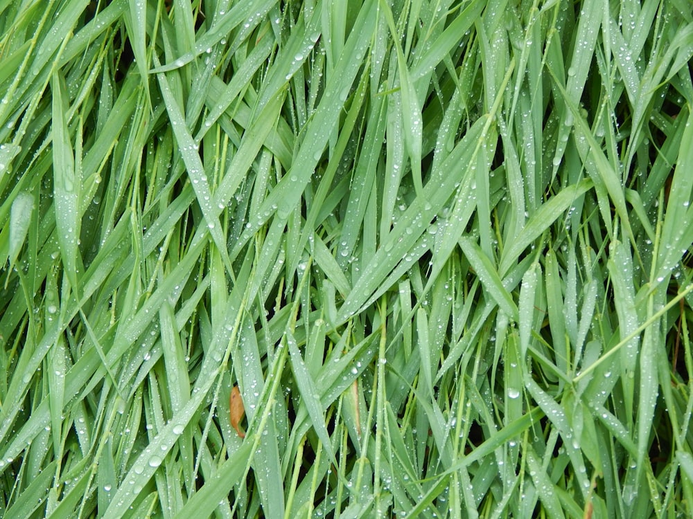 um close up de grama com gotículas de água sobre ele