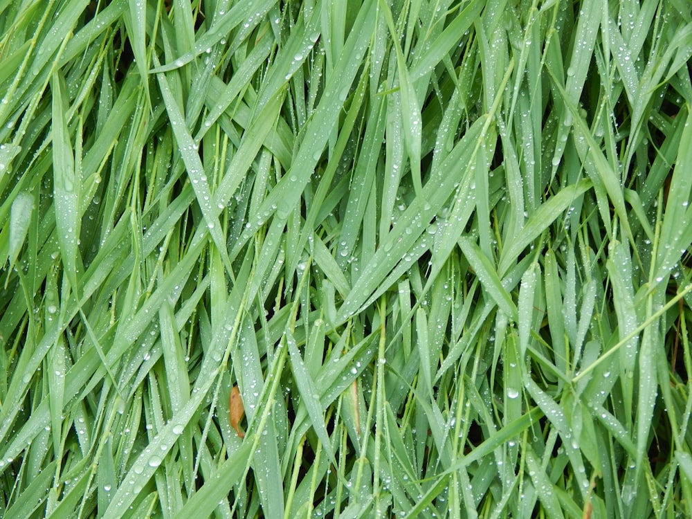 a close up of grass with water droplets on it