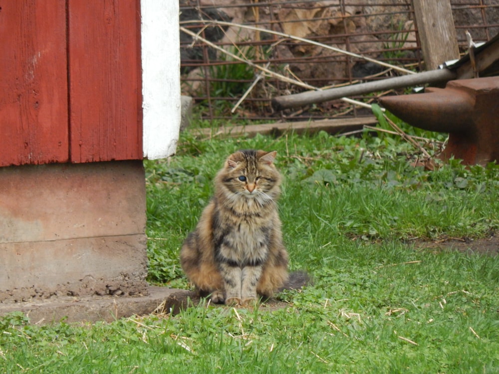 a cat sitting in the grass next to a building