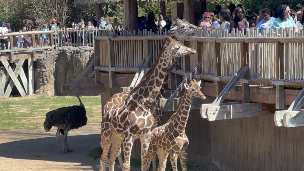 a group of giraffe standing next to each other