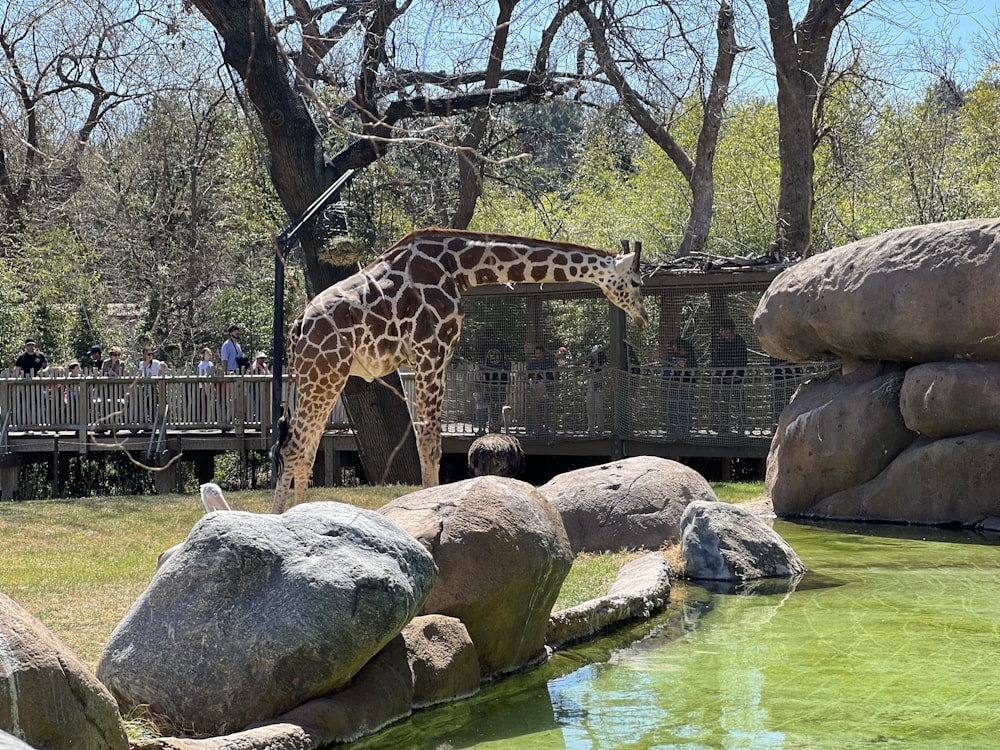 a giraffe standing next to a body of water