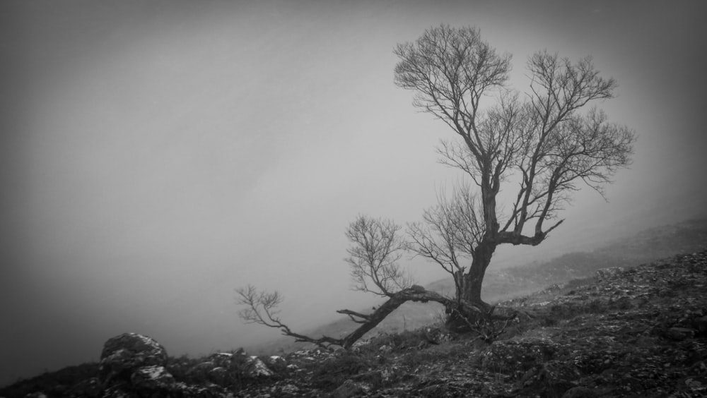 a black and white photo of a tree in the fog